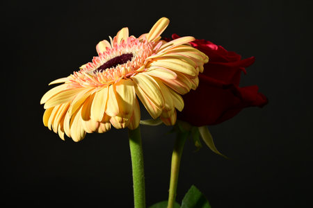 Beautiful gerbera flowers on black background, closeup viewの写真素材