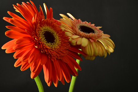 Beautiful gerbera flowers on black background, close up viewの写真素材