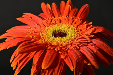 Orange gerbera flower isolated on black background. Close up.の写真素材