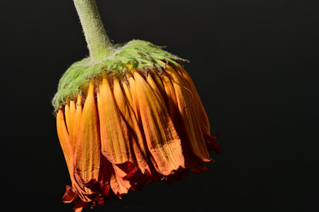 orange gerbera flower on black background close-up macro photographyの写真素材