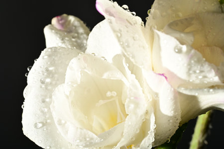 white rose with water droplets on a black background close-upの写真素材
