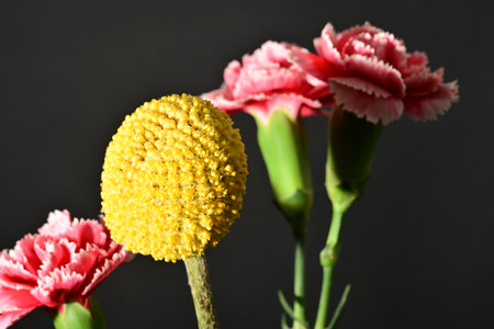 Beautiful carnation flowers on dark background, closeup. Space for textの写真素材