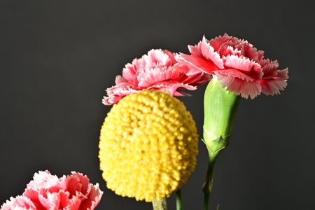 pink and yellow carnation flower on black background with copy space