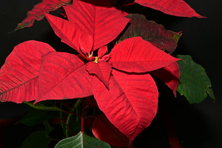 Poinsettia, Christmas Star, Euphorbia pulcherrimaの写真素材