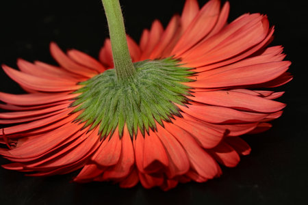 gerbera flower on a black background close-up macro photographyの写真素材