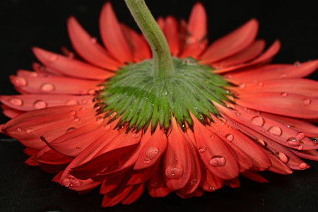 Red gerbera flower with drops of water on petals.の写真素材