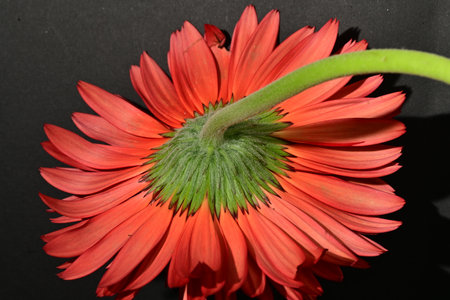 Red gerbera flower on a black background. Close-up.の写真素材