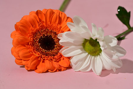 gerbera and daisy on a pink background, close upの写真素材