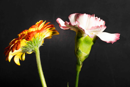 Carnation and Gerbera flowers on a black background.の写真素材