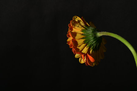gerbera very nice colorful flower close up on the black backgroundの写真素材