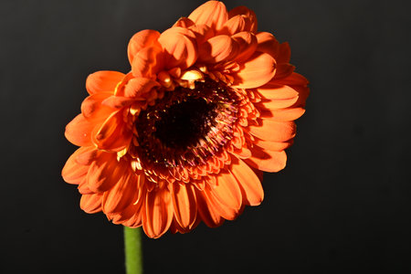 Orange gerbera flower isolated on black background. Close up.の写真素材