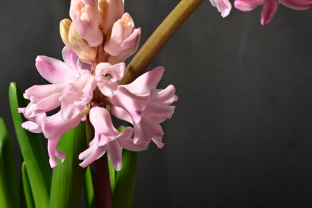 Pink hyacinth flowers on a dark background. Copy space.の写真素材