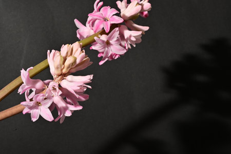 Pink hyacinth on a black background with a shadow from a branchの写真素材