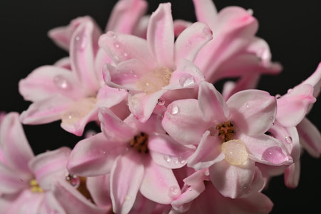 Pink hyacinth flowers with water drops on black background close upの写真素材
