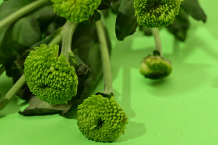 Green chrysanthemums on a green background. Close up.
