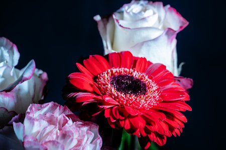 Bouquet of red and white roses and gerbera on black backgroundの写真素材