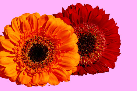 gerbera flowers isolated on pink background. gerbera flowerの写真素材