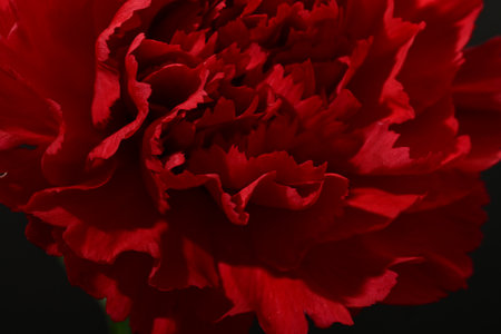 Red carnation flower on a black background. Close-up.の写真素材