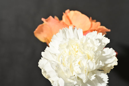 Close up of white and orange peony flower on black background.の写真素材