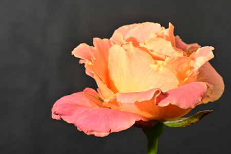 beautiful orange rose on a black background, closeup of photoの写真素材