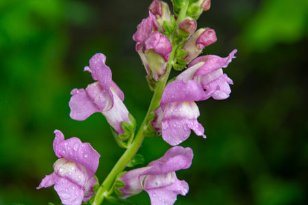 Purple flower of snapdragon (Antirrhinum majus)の写真素材