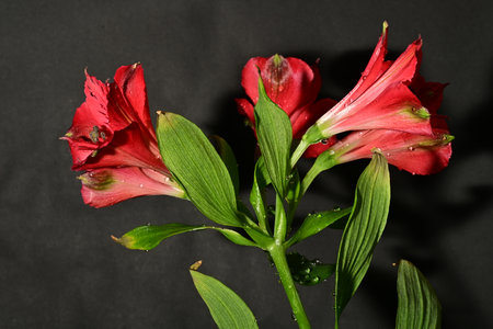 Red flowers of Amaryllis on a black background close-upの写真素材