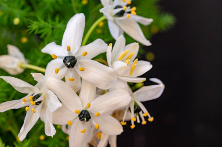 Beautiful white lily flowers on a black background close-upの写真素材