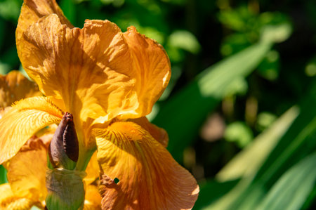 Beautiful yellow iris flower in the garden. Close up.の写真素材