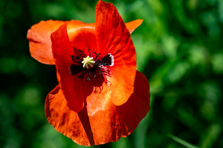 Close up of a red poppy on a green meadow in summer