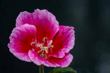 Close up of a pink hibiscus flower on black backgroundの写真素材