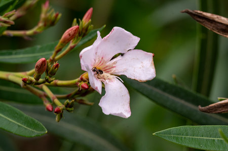Pink oleander flower blooming in the garden. Close up