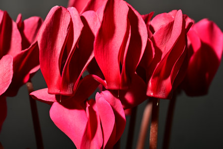Red cyclamen flowers on a dark background close-up macro photographyの写真素材