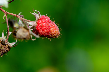 Ripe raspberry on a branch on a blurred green background close-upの写真素材