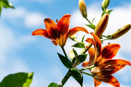 Orange lily flower on a background of blue sky with clouds.の写真素材