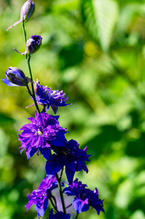 Purple delphinium flowers in the garden on a sunny dayの写真素材