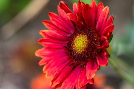 Close-up of a red chrysanthemum flower.の写真素材