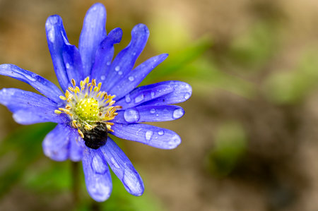 Close up of blue anemone flower with water droplets.の写真素材