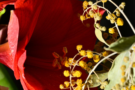 Close up of red hibiscus flower with yellow pollen.の写真素材