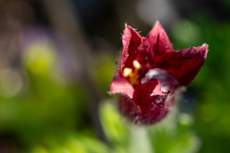 Beautiful purple flower in the garden. Shallow depth of field.