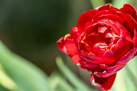 Red tulip blossom in the spring garden with copy space.の写真素材
