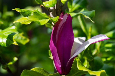 Magnolia flower on a branch of a tree in the garden.の写真素材