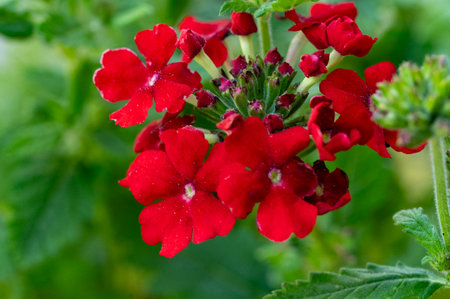 Close up of red verbena flower (Verbena officinalis)