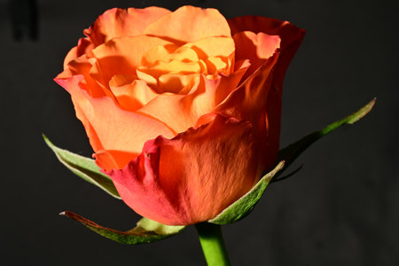 Beautiful orange rose on a black background, close-up.の写真素材