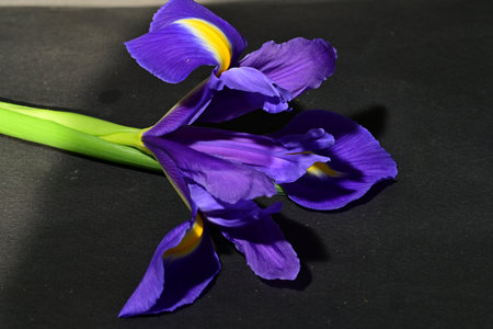 Purple iris on a black background. Close-up.の写真素材