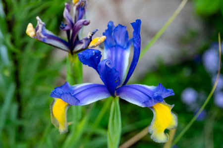 Blue iris flower with yellow stamens in the garden.