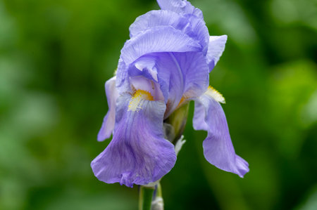 purple iris flower close-up on a green blurred background