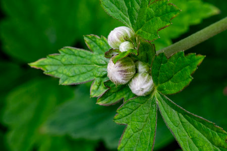 Flowers of a strawberry on a blurred background of green leaves.の写真素材