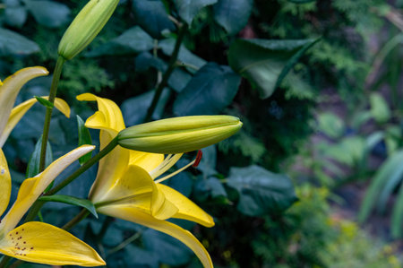Yellow lilies in the garden. Close-up. Selective focus.の写真素材