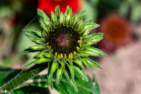 Echinacea purpurea, evergreen coneflower in the gardenの写真素材