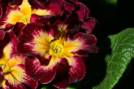 primrose very nice colorful opened garden flower close up in the sunshineの写真素材